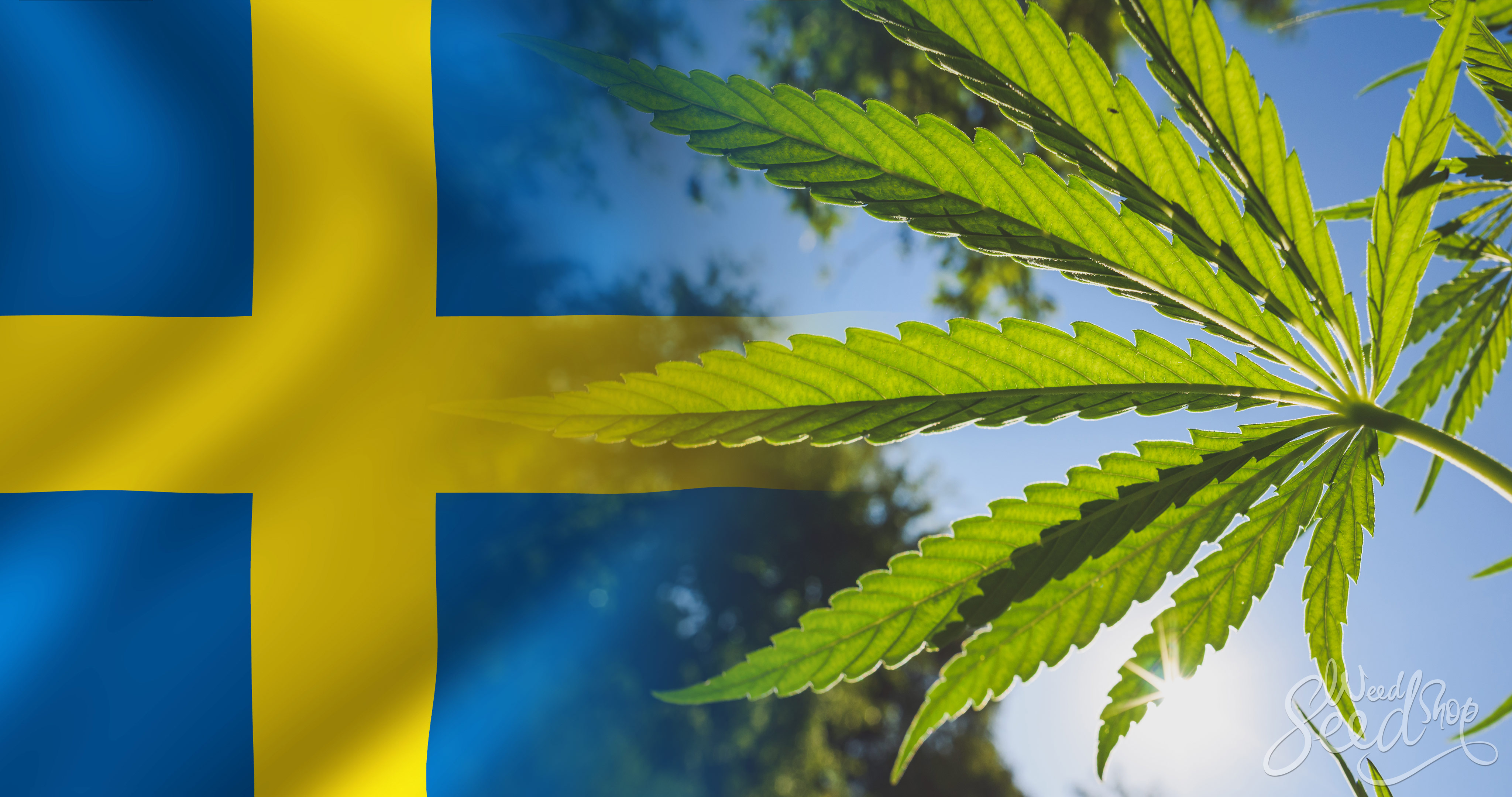 Швеция легализация марихуаны сколько можно хранить конопли