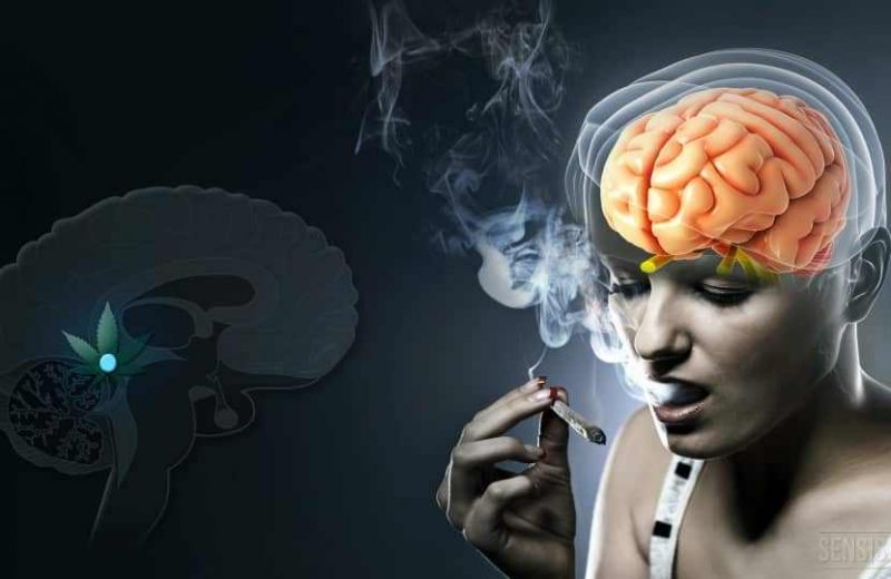 Мозг вырабатывает аналог марихуаны