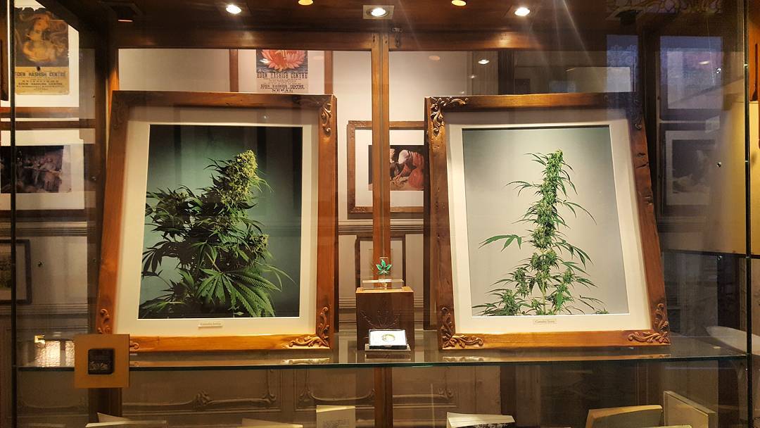 cannabis,museum,weed,errors,seeds,errors seeds,