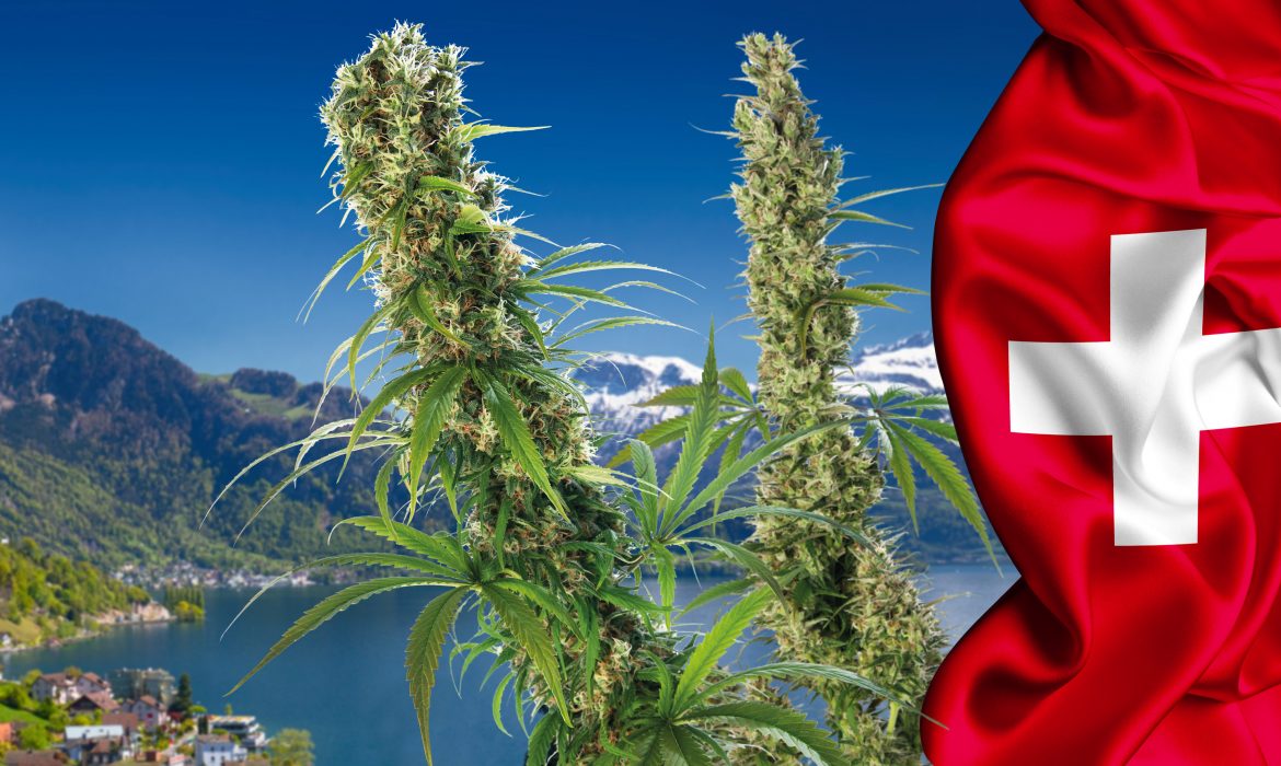 В швейцарии легализовали марихуану пестициды конопля