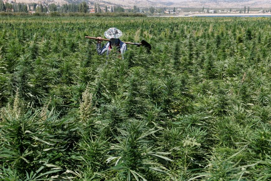 Как выращивать марихуану в поле куплю спайс наркотик