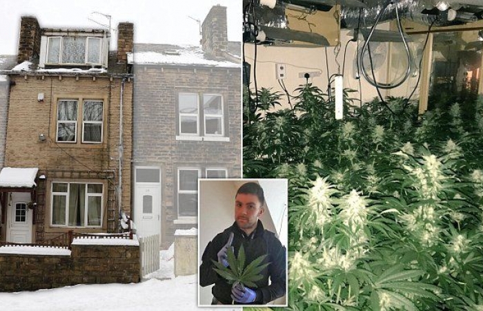 Шотландского героя поймали на выращивании марихуаны