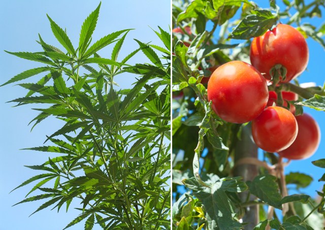 Американский подросток спутал куст томата с марихуаной