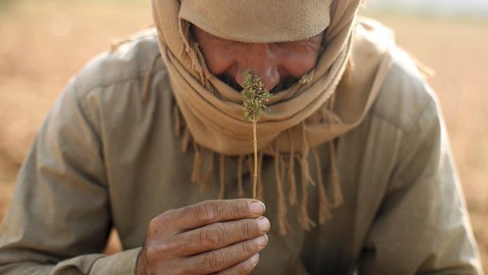 марихуана в арабских эмиратах