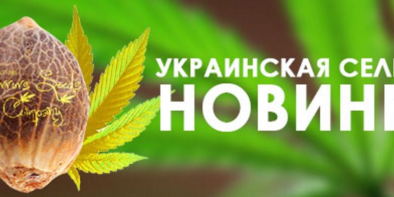 Украинская селекция! Новинки!