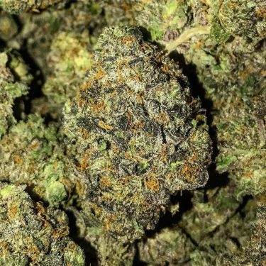 marijuana of the week, weed, 420,