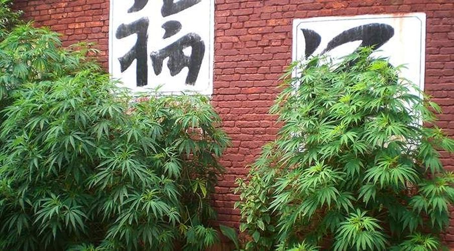 Конопля по китайский семена марихуаны сатива