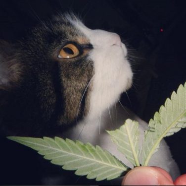 cannabis, medical marijuana, канабис, медицинская марихуана, животные, конопля,