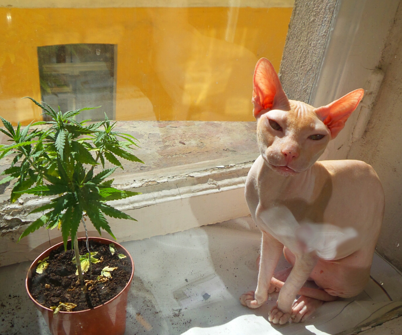 марихуана кот