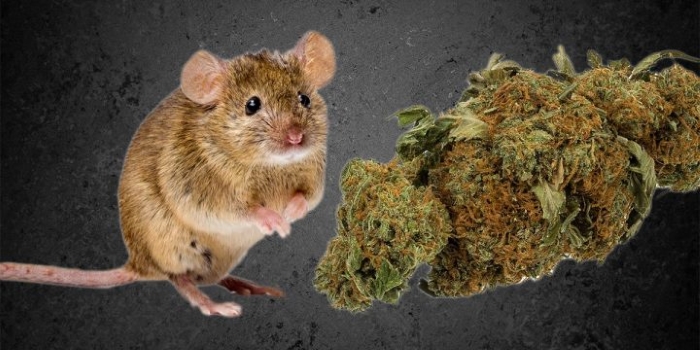 Мыши…что может быть безобидней?!