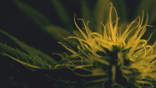 growing cannabis, выращивание марихуаны, марихуана, каннабис,