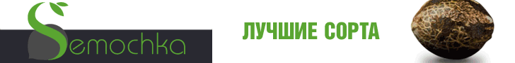 Интернет магазин семян конопли в Украине
