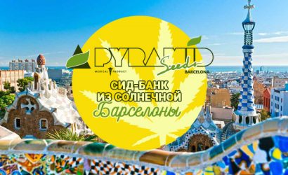 Pyramid Seeds сид-банк из солнечной Барселоны