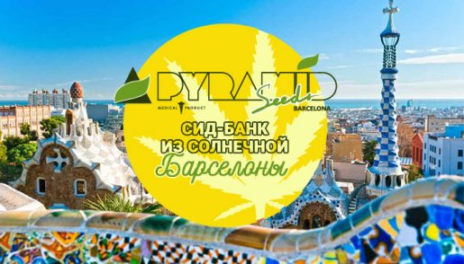pyramid seeds, errors seeds, seed bank, сидбанк, марихуана, сортовой каннабис, семена конопли, купить недорого, errors seeds, marijuana, weed, 420, cannabis, ganja, конопля, каннабис, марихуана, семена,
