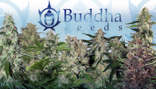 buddha seeds, errors seeds, seed bank, cannabis, marijuana, конопля, сидбанк, марихуана, сортовой каннабис, 420, weed, семена конопли, купить недорого, buddha,