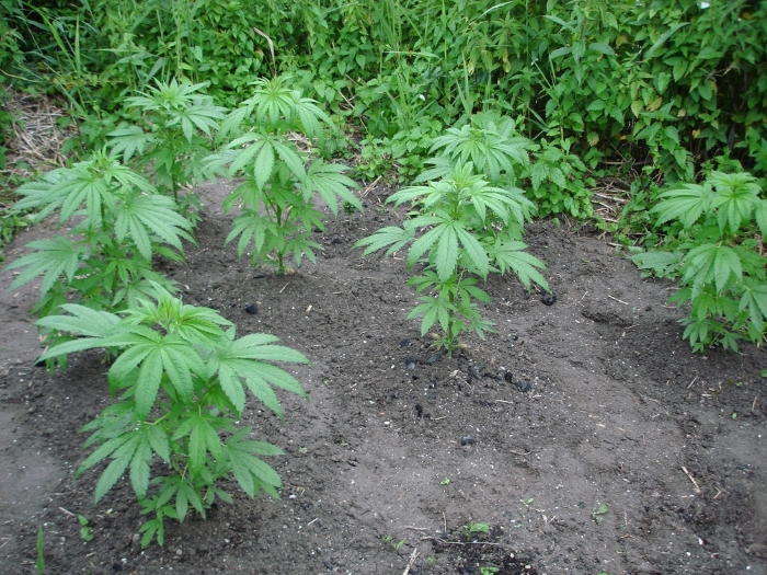 Когда лучше сажать семена марихуаны на открытом воздухе?