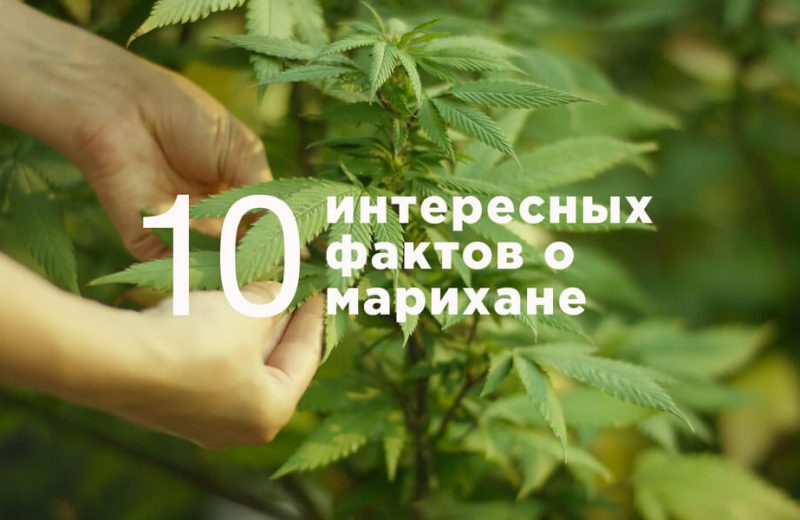 10 интересных фактов о марихуане