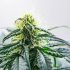 Сорт каннабиса: Jack Herer