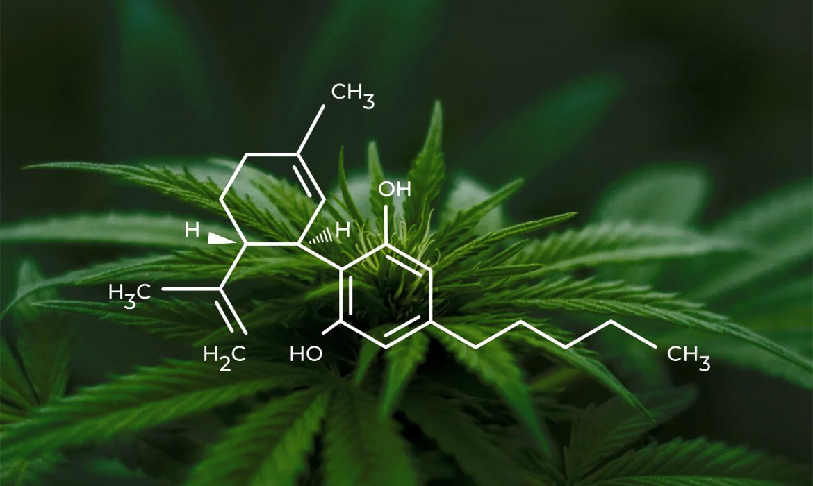 Что такое CBD масло?