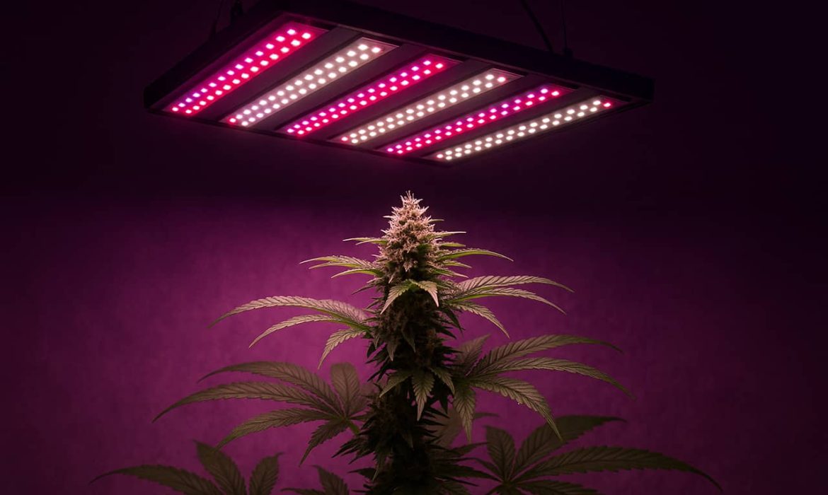 LED-лампа для конопли